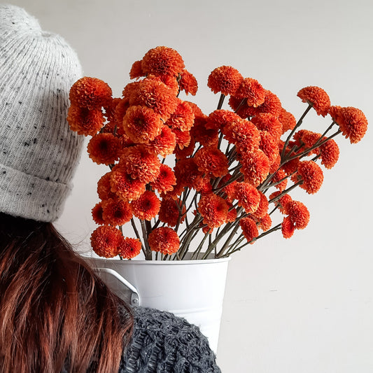 Florist holding a bucket of spray chrysanthemum flowers.