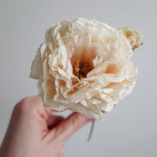 Dried white ranunculus.