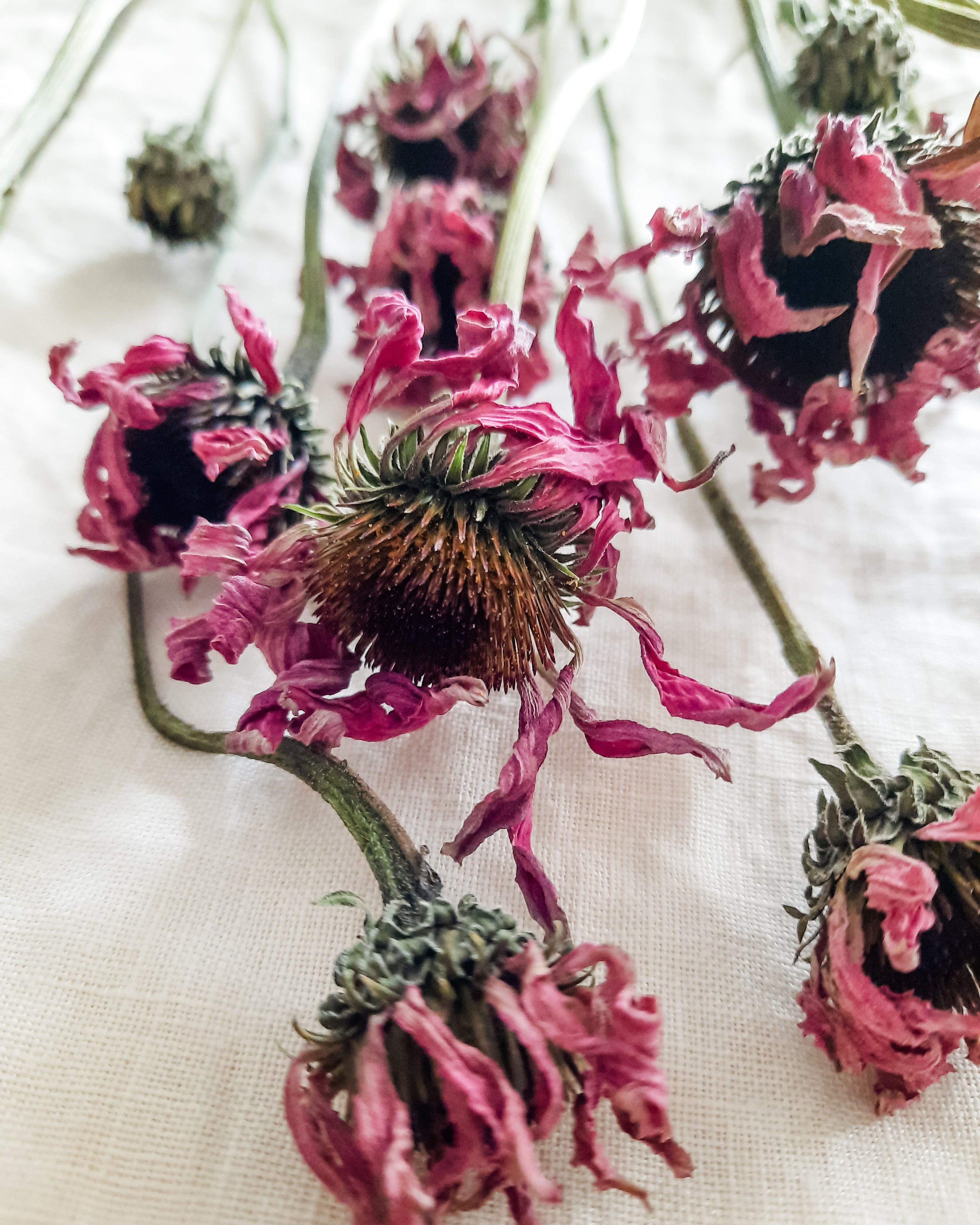 Dried flowers featuring echinacea