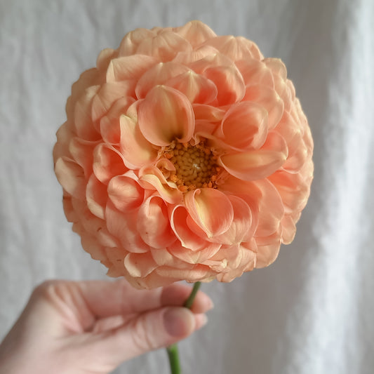 Fresh dahlia in peachy tones.